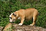 BULLDOG ANGLAIS 216